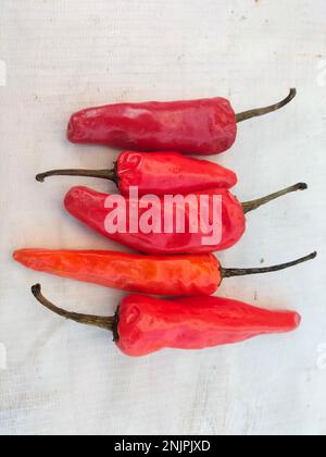 Rote Chili-Paprika, isoliert auf weißem Hintergrund Stockfoto