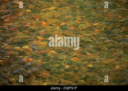 Verschwommener Hintergrund und Textur der Flusskapsel. Der Grund des Flusses mit Kieseln. Wellige Oberfläche. Abstraktion Stockfoto