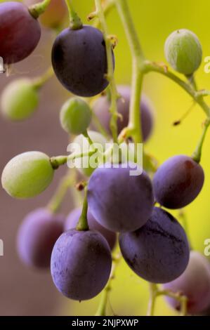 Trauben reifen auf Reben, Douelle, Lot-Departement, Frankreich Stockfoto