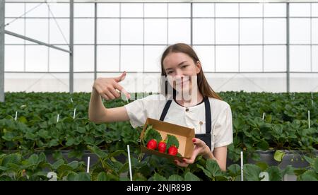 Junge weibliche Touristen mit Schürze zeigen mit dem Finger auf japanische Erdbeeren, die frisch aus dem Garten gepflückt wurden. Duftend, süß, groß, saftig, befriedigender Geschmack Stockfoto