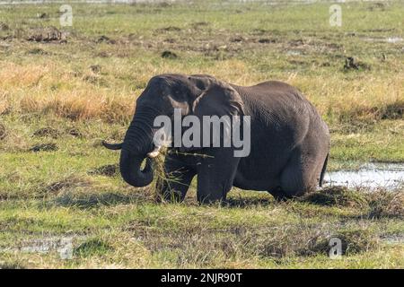 Teleaufnahme eines afrikanischen Elefanten, der sich am Ufer des Chobe-Flusses ernährt. Chobe-Nationalpark, Botsuana. Stockfoto