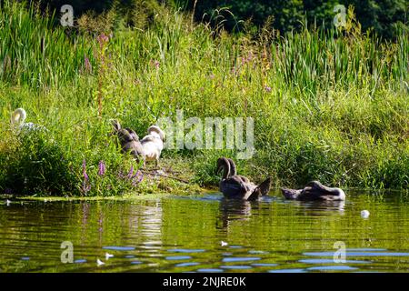 Junge Schwäne am Ufer der Fulda. Vögel in natürlicher Umgebung. Stockfoto