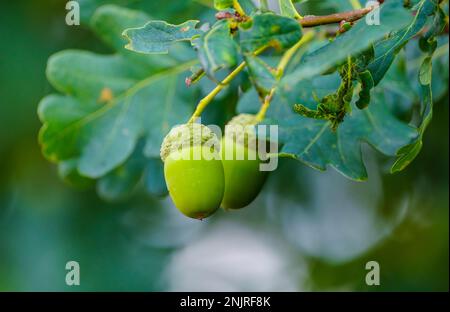 Englische Eicheln aus der Nähe. Quercus robur. Stockfoto