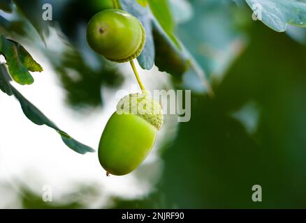 Englische Eicheln aus der Nähe. Quercus robur. Stockfoto