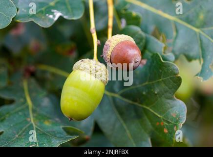 Englische Eicheln aus der Nähe. Quercus robur. Stockfoto