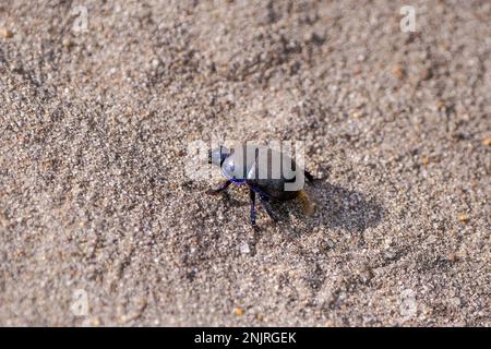 Schwarzer Mistkäfer auf sandigem Boden. Anoplotrupes stercorosus. Stockfoto