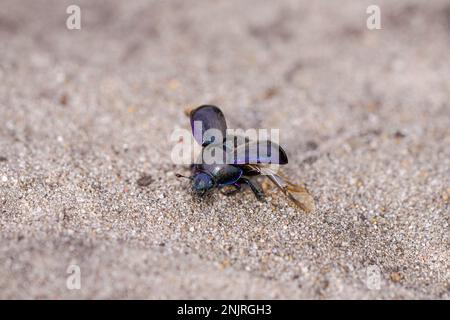 Schwarzer Mistkäfer auf sandigem Boden. Anoplotrupes stercorosus. Stockfoto