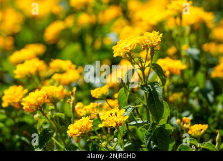 Gelbe Lantana-Blumen. Blühende Pflanze aus der Nähe. Lantana camara. Stockfoto