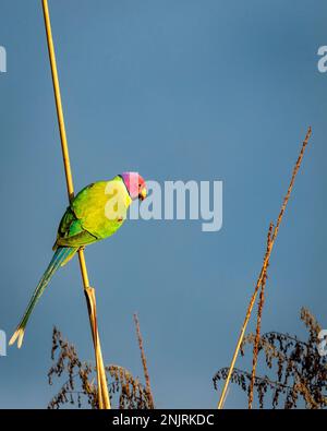 Pflaumenkopf-Sittich oder Psittacula cyanocephala Porträt thront während Outdoor Wildlife Safari im Wald von zentralindien asien Stockfoto