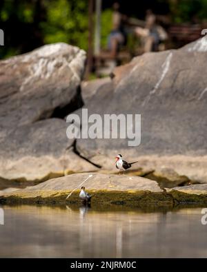 Zwei Vögel Flussseeschwalbe oder Sterna aurantia und indischen Skimmer oder Rynchops albicollis auf einem großen Felsen in chambal Fluss rawatbhata rajasthan indien asien Stockfoto