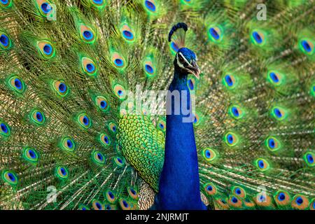 Extreme Nahtaufnahmen indischer Pfau oder männlicher Pfau oder Pavo Cristatus Tänze mit voller bunter Spannweite zieht weibliche Partner an, die ranthambore paaren Stockfoto