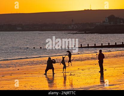 Portobello, Edinburgh, Schottland, Großbritannien. 23. Februar 2023 Schnappschüsse für diese zwei Hundefreunde am Meer am Firth of Forth, die Fotos von ihren beiden Hundebegleitern machen. Nippiettemperatur von minus 2 Grad Celsius. Kredit: Archwhite/alamy Live News. Stockfoto