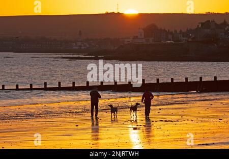 Portobello, Edinburgh, Schottland, Großbritannien. 23. Februar 2023 Schnappschüsse für diese zwei Hundefreunde am Meer am Firth of Forth, die Fotos von ihren beiden Hundebegleitern machen. Nippiettemperatur von minus 2 Grad Celsius. Kredit: Archwhite/alamy Live News. Stockfoto