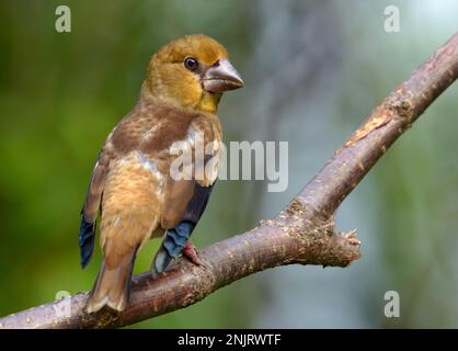 Junger Falke (Kokothraustes coccothraustes) hoch oben auf einem Zweig mit Rückblick und sauberem Sommerhintergrund Stockfoto