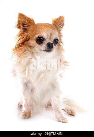 Little Chihuahua vor weißem Hintergrund Stockfoto