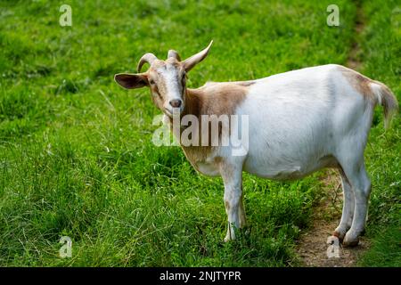Braune weiße Ziege auf der Wiese. Stockfoto