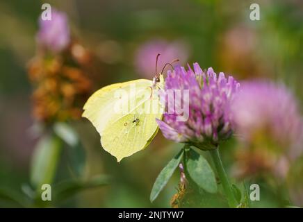 Schmetterling aus Schwefel auf rosa Klee blüht. Nahaufnahme Schmetterling in natürlicher Umgebung. Das Insekt sammelt Nektar auf einer Blume. Gonepteryx rhamni. Stockfoto