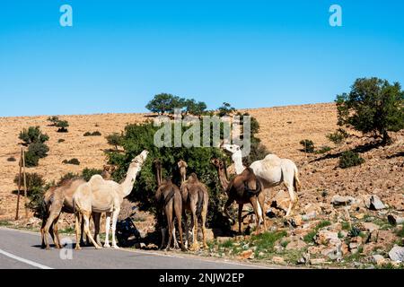 Afrika, Marokko, Qualkadi an der R 109, Dromedare Stockfoto