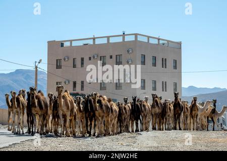 Afrika, Marokko, Qualkadi an der R 109, grosse Herde Dromedare Stockfoto