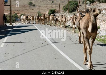 Afrika, Marokko, Qualkadi an der R 109, grosse Herde Dromedare Stockfoto
