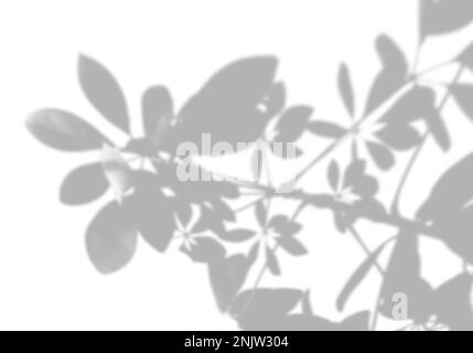 Sommerliche Hintergrundschatten vom Baum des Glücks an einer weißen Wand. Weißer und schwarzer Hintergrund für Überlagerung auf Modell. Stockfoto