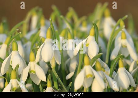 Schneeglöckchen blühen auf der Wiese bei warmem Sonnenuntergang Stockfoto