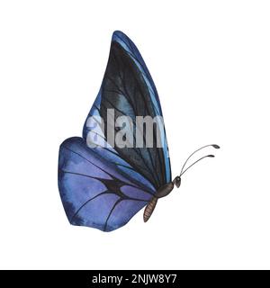 Realistischer violetter Schmetterling mit detaillierten Flügeln auf weißem Hintergrund. Aquarell handgezeichnete realistische Insektenlustration für Design-Banner, Pos. Stockfoto