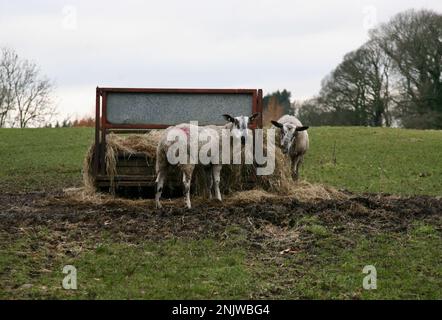 Eine Schafherde in der Fütterungsstation, Downham, Clitheroe, Lancashire, Vereinigtes Königreich, Europa Stockfoto