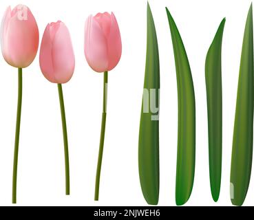 Realistische Vektorrosa Tulpenblüten und Blätter Stock Vektor