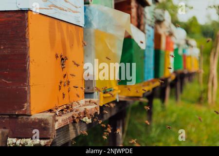 Eine Reihe blauer und gelber Nesselsucht. Blumen Honigpflanzen in der Bienenkammer. Die Bienen kehren zu den Bienenstöcken zurück. Stockfoto