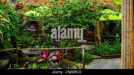 Rote Blumen auf einem Baum im Garten eines Hauses in einem tropischen Klima. Stockfoto