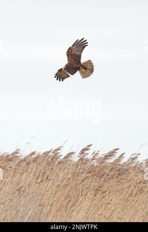 Marsh Harrier (Circus aeruginosus) jagt über Schilfbetten Norfolk GB UK Februar 2023 Stockfoto