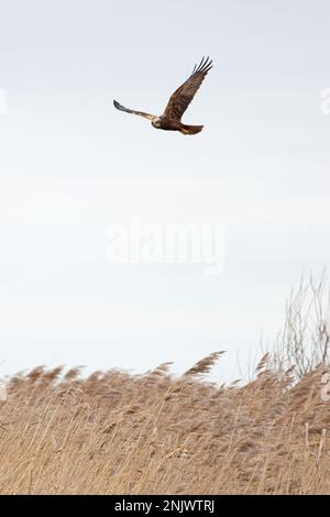 Marsh Harrier (Circus aeruginosus) jagt über Schilfbetten Norfolk GB UK Februar 2023 Stockfoto