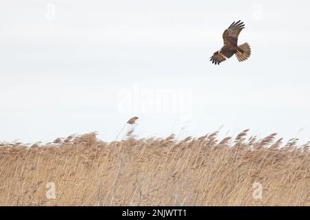 Marsh Harrier (Circus aeruginosus) jagt über Schilfbetten Norfolk GB UK Februar 2023 Stockfoto