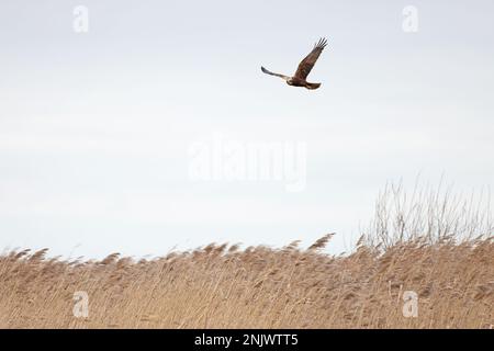 Marsh Harrier (Circus aeruginosus) jagt über Schilfbetten Norfolk GB UK Februar 2023 Stockfoto