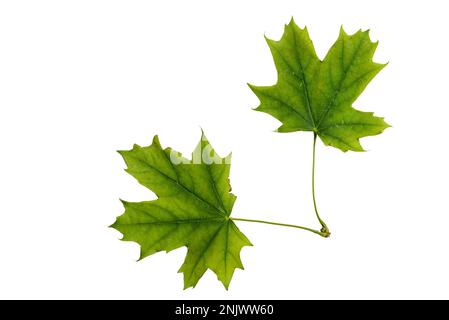 Grünes Ahornblatt mit isolierter Textur auf weißem Hintergrund. Stockfoto