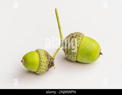 Rohe Amais Auf Weißem Hintergrund. Makro. Stockfoto