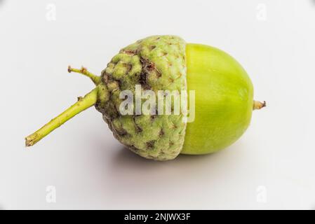 Rohe Amais Auf Weißem Hintergrund. Makro. Stockfoto