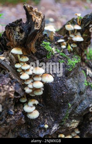 Pilze auf einem gefallenen Baumstamm: Hypholoma fasciculare, gemeinhin bekannt als Schwefeltuft oder geclusterter Waldliebhaber: West Walk, Forest of Bere, Hampshire, Vereinigtes Königreich Stockfoto