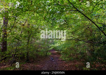 Border Collie auf einem Waldweg in West Walk, Forest of Bere, Hampshire, Großbritannien, Anfang Herbst Stockfoto