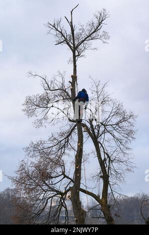 Ein Baumpfleger schneidet einen hohen, trockenen Lindenbaum, ein Job mit hohem Lebensrisiko, ein Mann mit einer Kettensäge schneidet einen Baum. Stockfoto