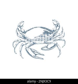 Vektor-Krabbenzeichnung im Vintage-Stil. Handgezeichnete monochrome Meeresfrüchte-Illustration. Ideal für Menü, Poster oder Etikett. Stock Vektor