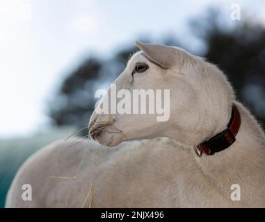 Katahdin-Schaf, das etwas im Mund hat Stockfoto