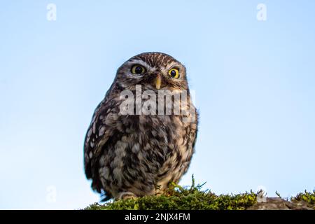 Kleine Eule (Athene noctua), auch bekannt als Eule der Athena oder Eule der Minerva Stockfoto