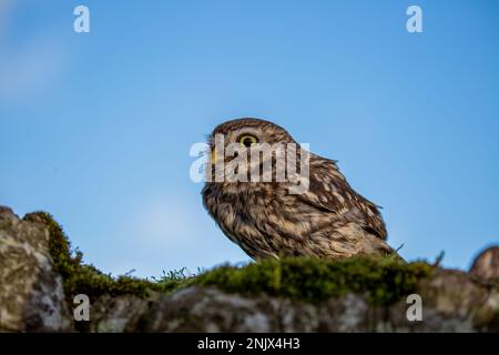 Kleine Eule (Athene noctua), auch bekannt als Eule der Athena oder Eule der Minerva Stockfoto