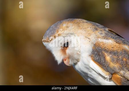Porträt von Scheuneneule (Tyto alba) Stockfoto