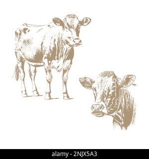 Kuh-Kopf, frisches Rindfleisch Bio-Fleisch. Hand gezeichnete Skizze in einem Grafikstil. Vintage Vektor Illustration für Poster, Gravur Web. Stock Vektor