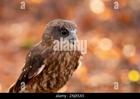 Südliche Buschkauz (Ninox-Buschkauz) Stockfoto