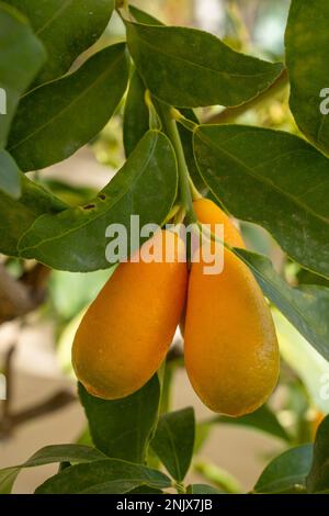 Aus der Nähe sehen Sie die köstliche, helle Orange-Kumquat-Frucht des Zitrusbaums japonica, der im Gewächshaus wächst Stockfoto