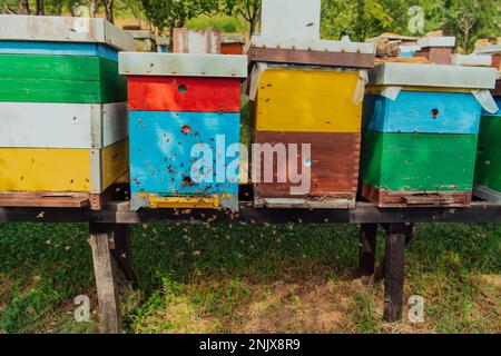 Eine Reihe blauer und gelber Nesselsucht. Blumen Honigpflanzen in der Bienenkammer. Die Bienen kehren zu den Bienenstöcken zurück. Stockfoto